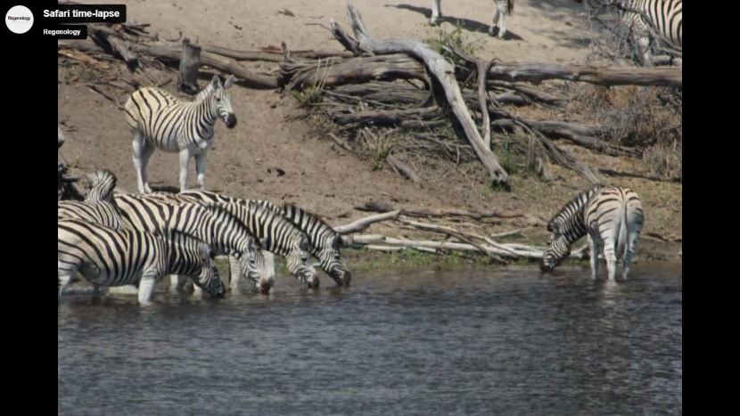 Safari Time-lapse