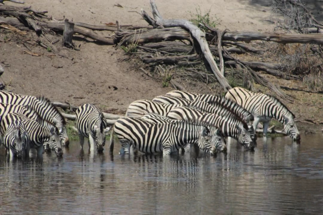 safari time-lapse botswana